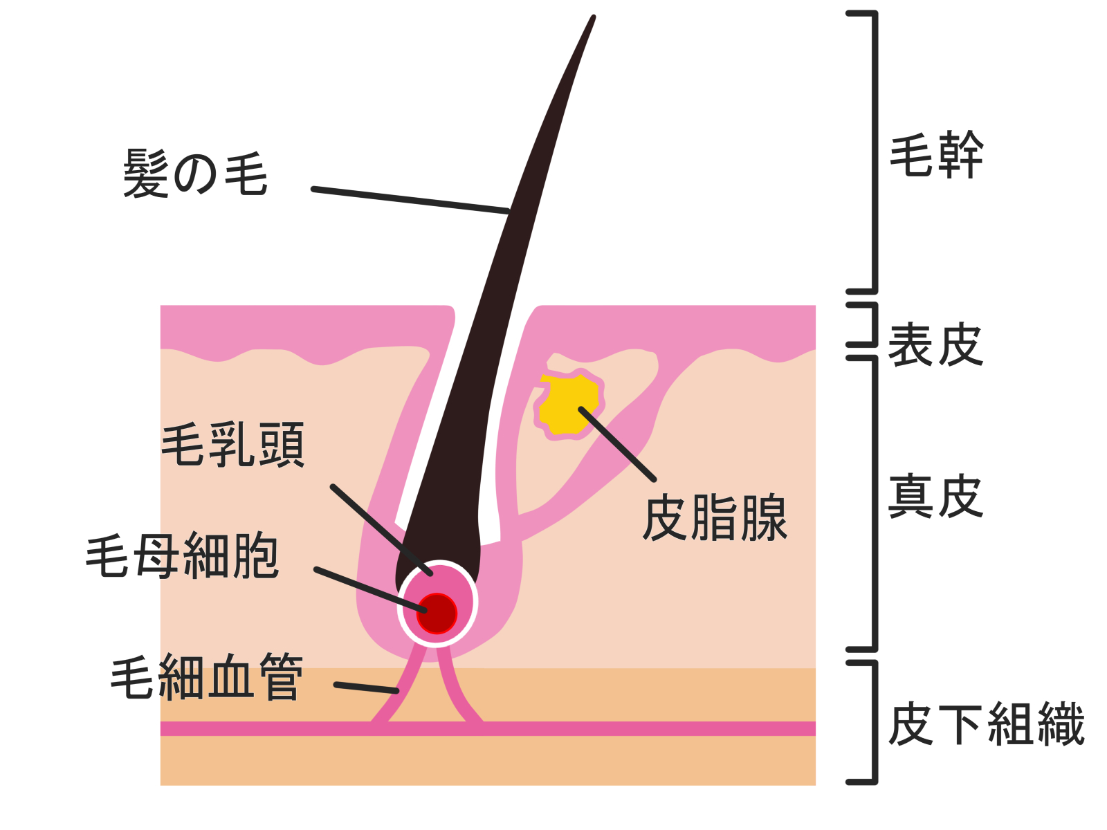 毛根と血管はつながっている