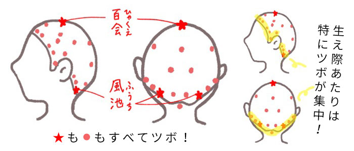 頭部には頂点にある「百会」や、後頭部の生え際にある「風池」などたくさんのツボがあります