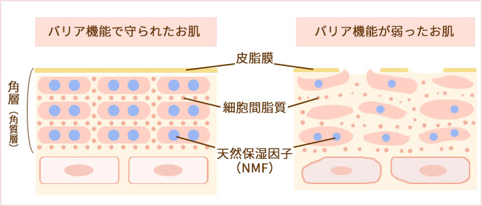 バリア機能で守られたお肌は皮脂膜・細胞間脂質・天然保湿因子がしっかりと存在し、お肌の潤いを守っています