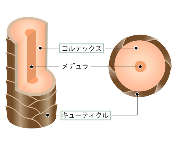キューティクルとコルテックス