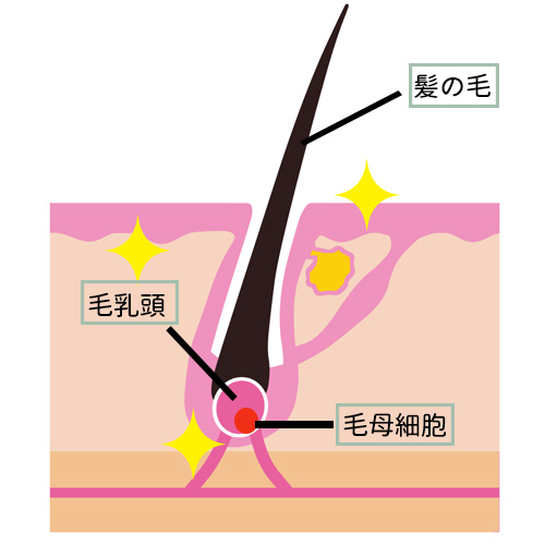 育毛に効果的な食材を食べる