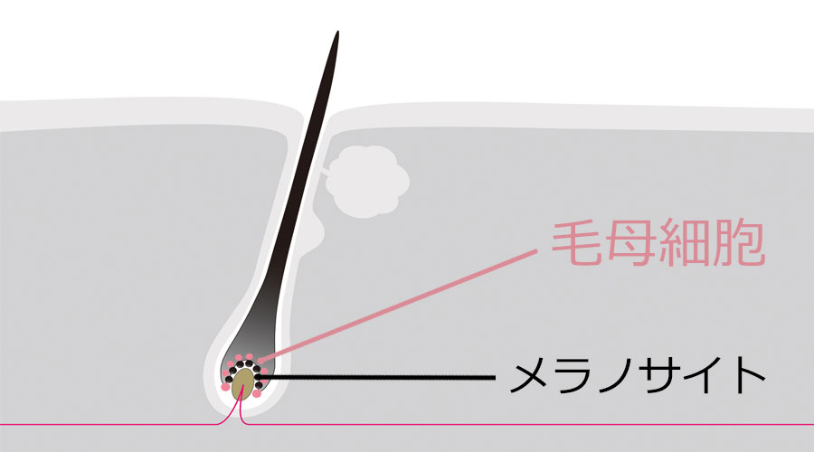 白髪の原因はメラノサイトの機能の低下