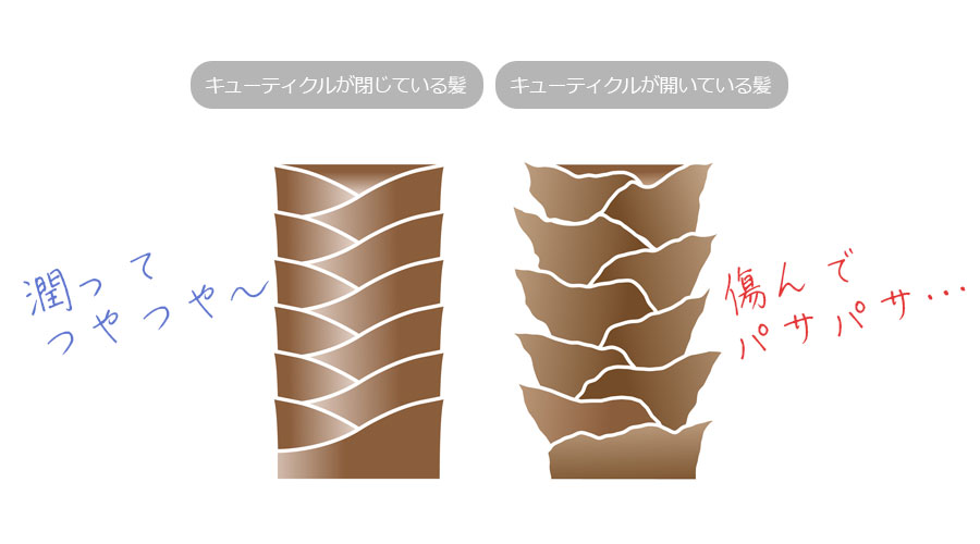 髪の毛のキューティクルが開くと髪の毛がパサパサになる