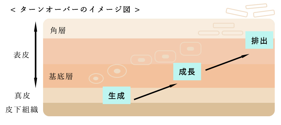 ターンオーバーの仕組み